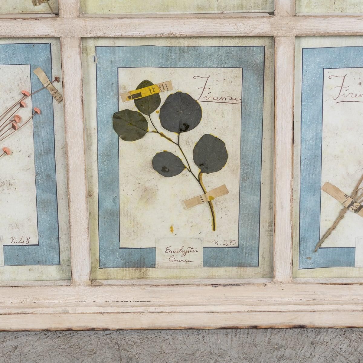 Art 20th Century Italian Large Oak Frame Containing Pressed Flowers & Herbs photo