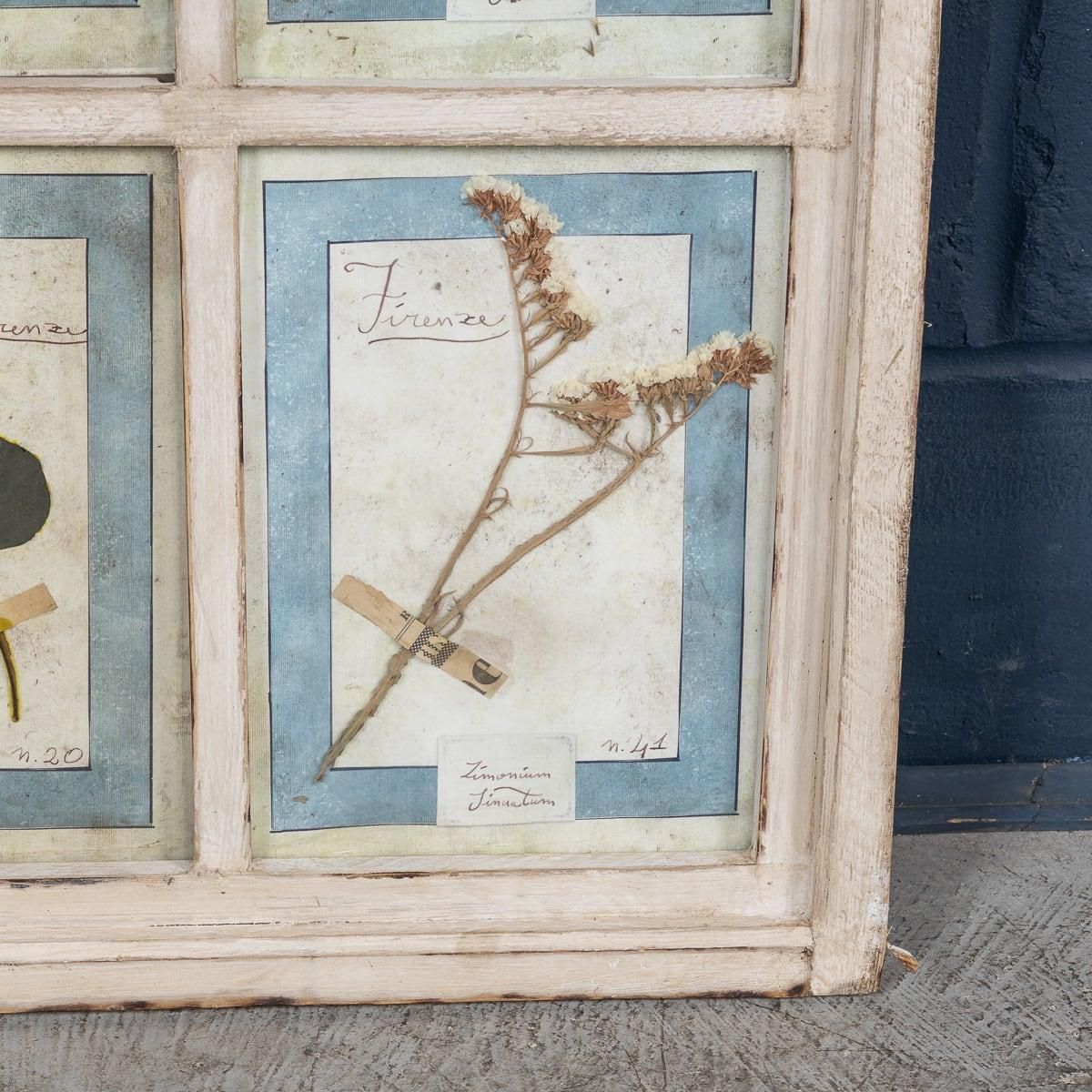 895.0 20th Century Italian Large Oak Frame Containing Pressed Flowers & Herbs photo