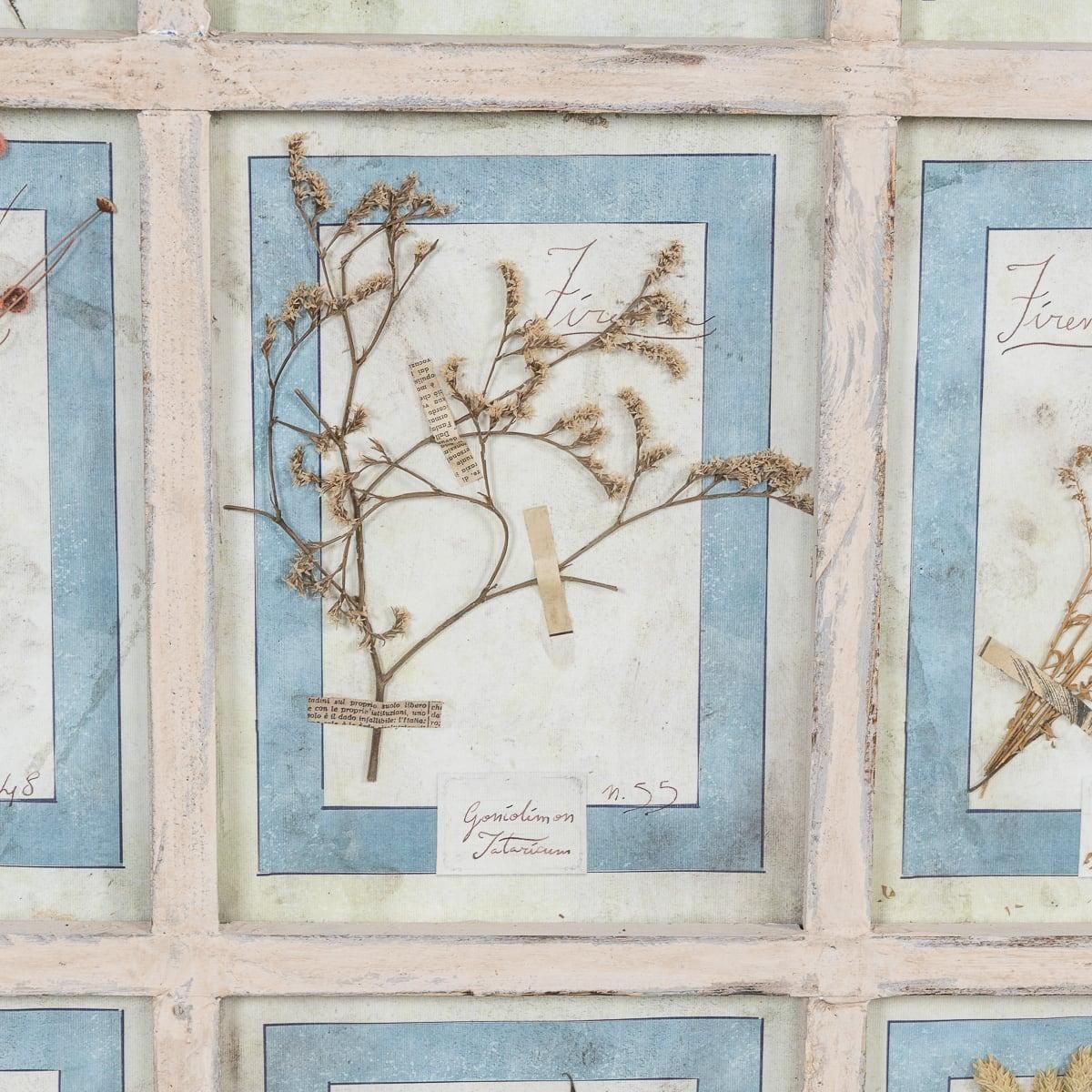 20th Century Italian Large Oak Frame Containing Pressed Flowers & Herbs photo buy