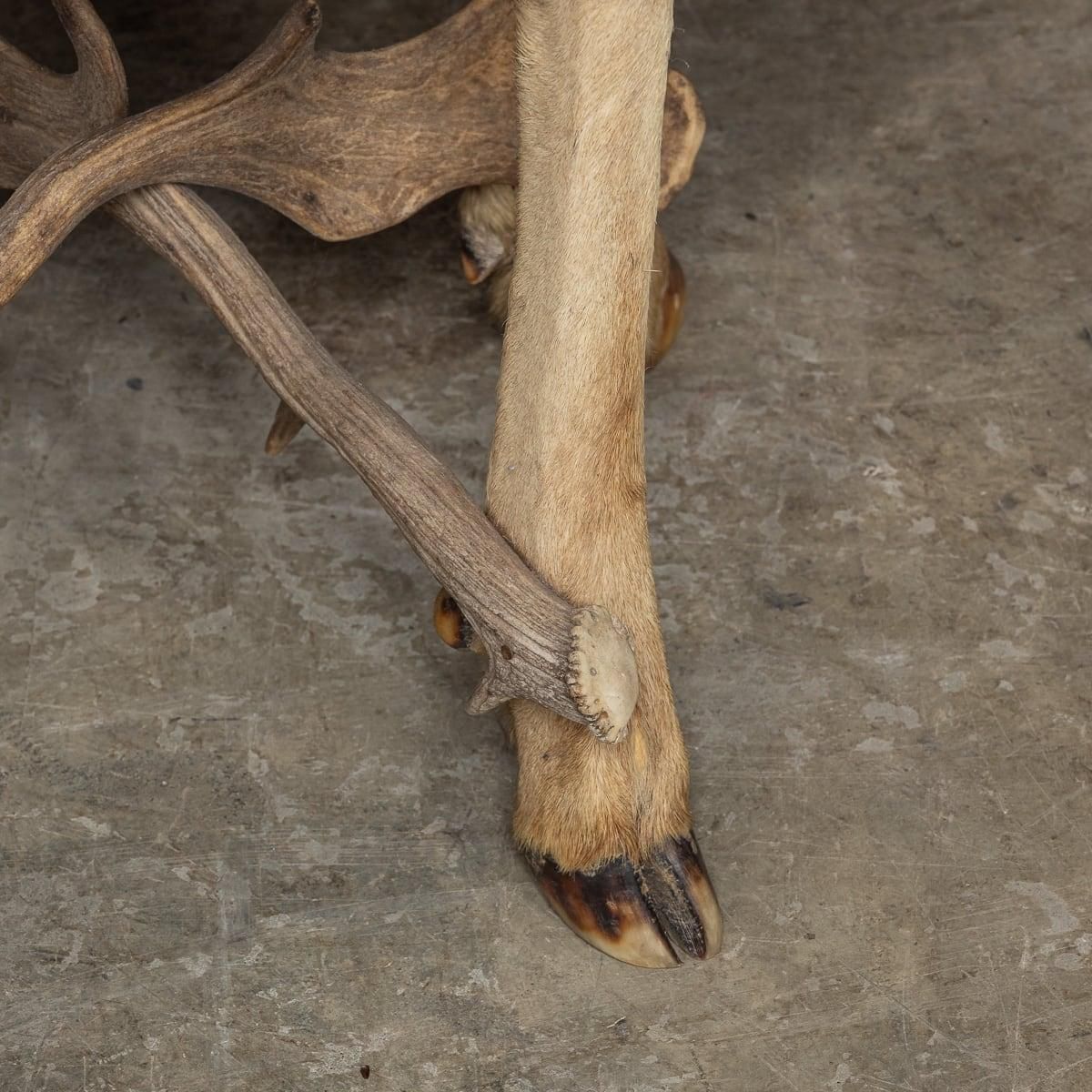 3272.0 Antique 20th Century Austrian Pair Of Deer Antler Hall Chairs C.1900 photo