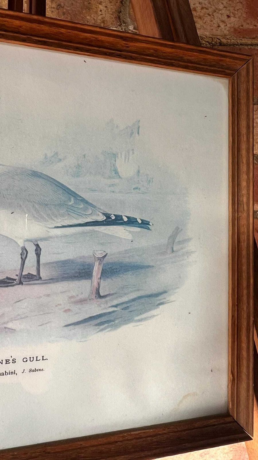 Mid Century Framed Picture Of Sabine's Gull – After An Illustration By Archibald Thorburn photo vinterior