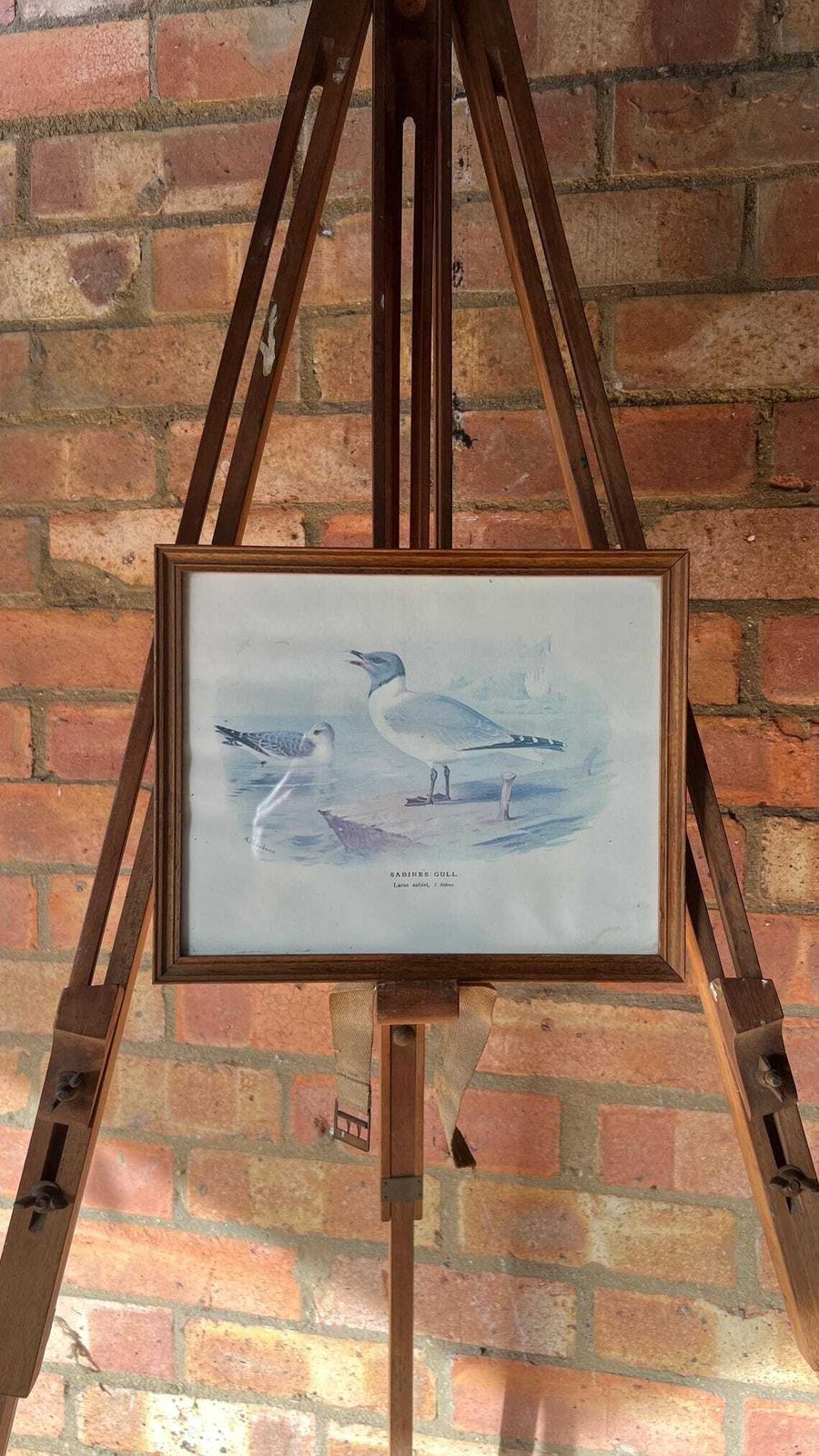 Mid Century Framed Picture Of Sabine's Gull – After An Illustration By Archibald Thorburn photo buy