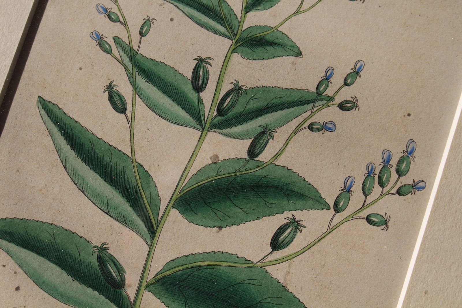 photo vinterior 1850 12 Hand Coloured Botanical Plates From The American Practice Of Medicine