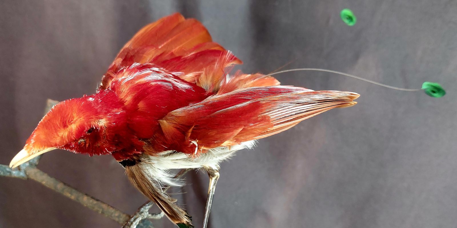 Taxidermy King Bird Of Paradise Mounted Stuffed