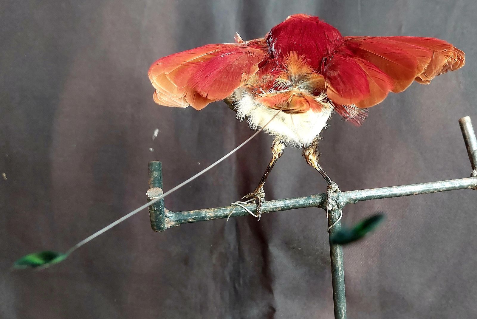 Taxidermy King Bird Of Paradise Mounted Stuffed photo furniture