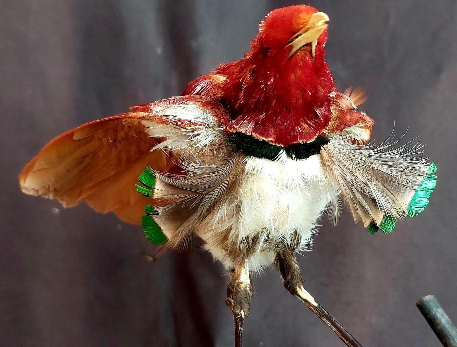 Taxidermy King Bird Of Paradise Mounted Stuffed photo for sale