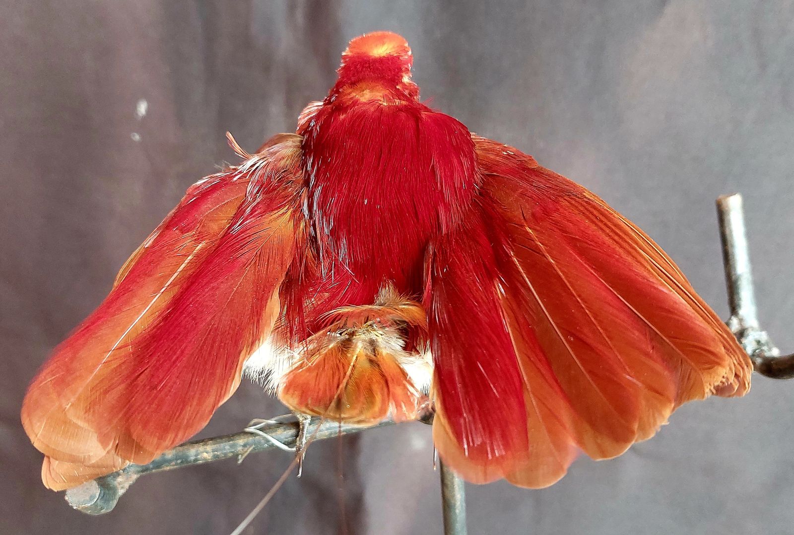 Taxidermy King Bird Of Paradise Mounted Stuffed photo 350.0