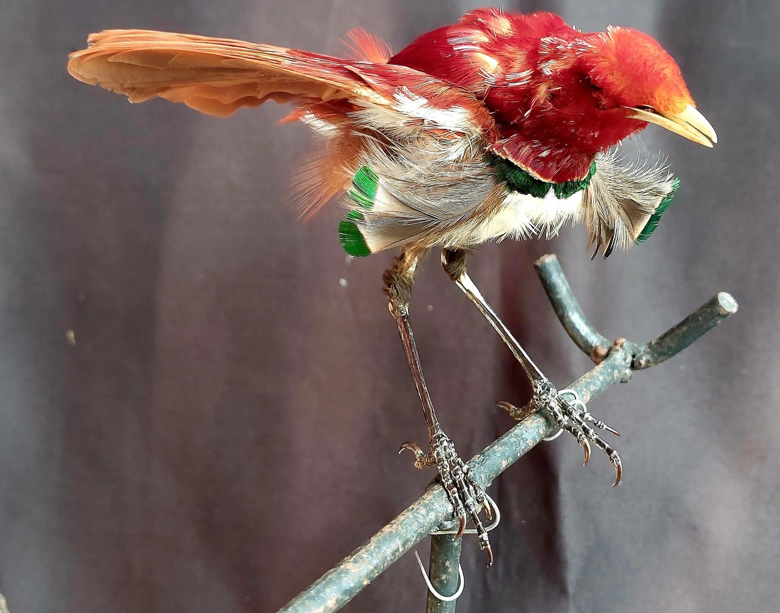 Taxidermy King Bird Of Paradise Mounted Stuffed photo buy