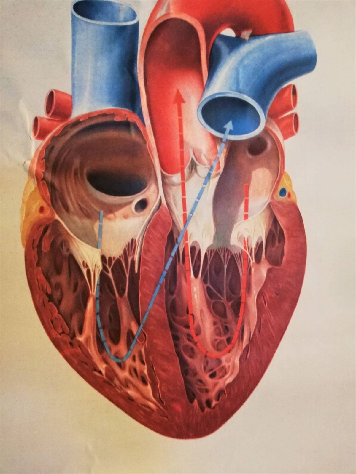 Vintage Heart Anatomy Poster / School Prop By Deutsches Hygiene Museum Dresden photo furniture