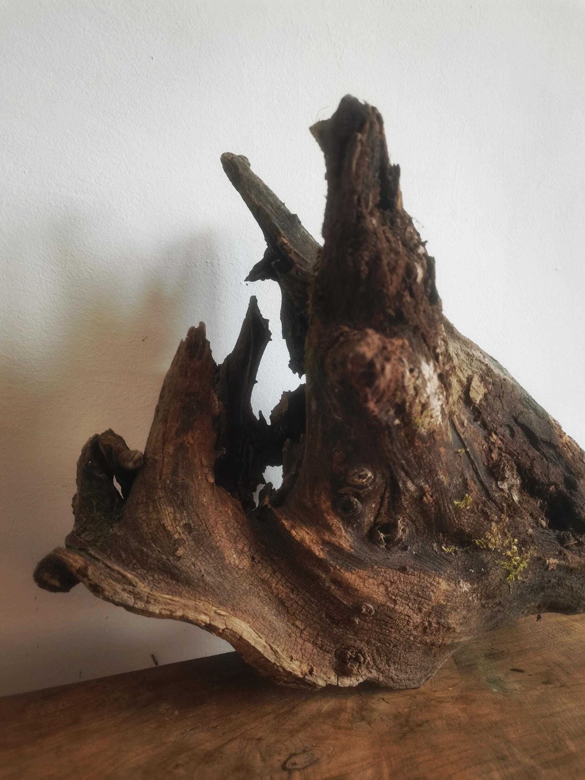 Wildcrafted Oak Driftwood Sculpture Naturally Formed Art From Zselic Starry Skies Forest, Hungary. Aged Wood, Stunning, Cow, Donkey photo furniture