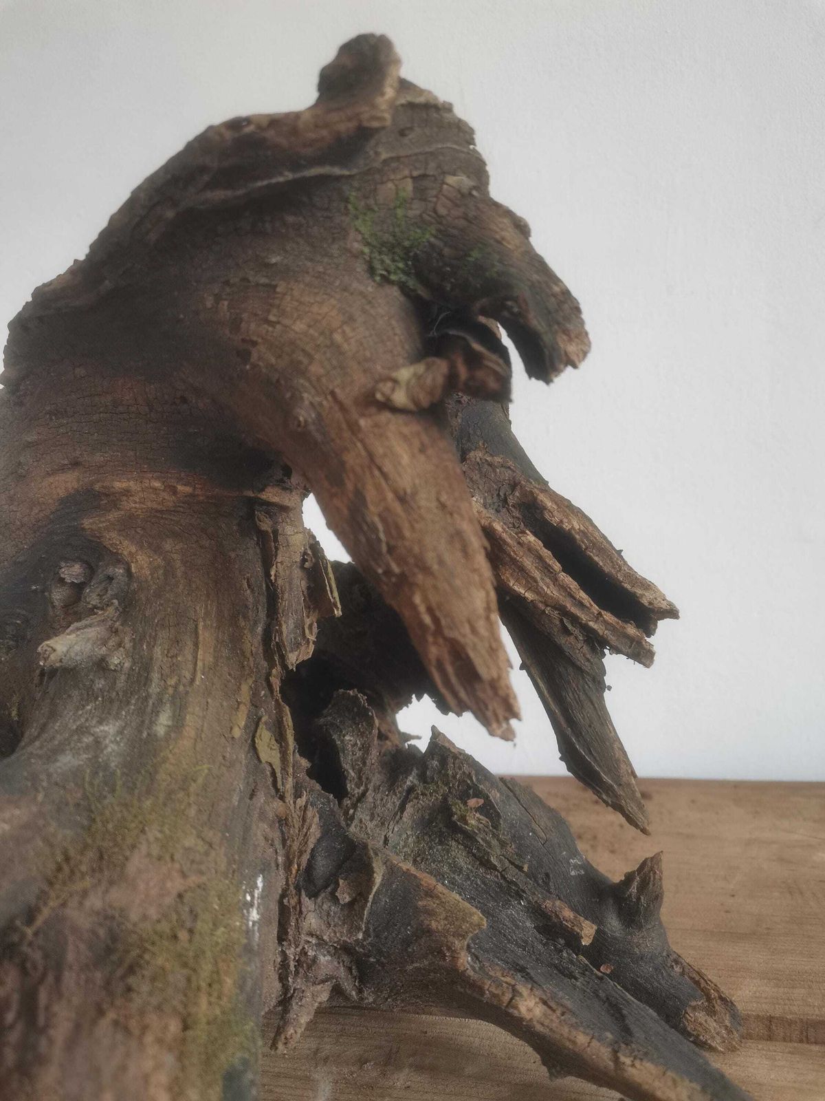 photo for sale Wildcrafted Oak Driftwood Sculpture Naturally Formed Art From Zselic Starry Skies Forest, Hungary. Aged Wood, Stunning, Cow, Donkey