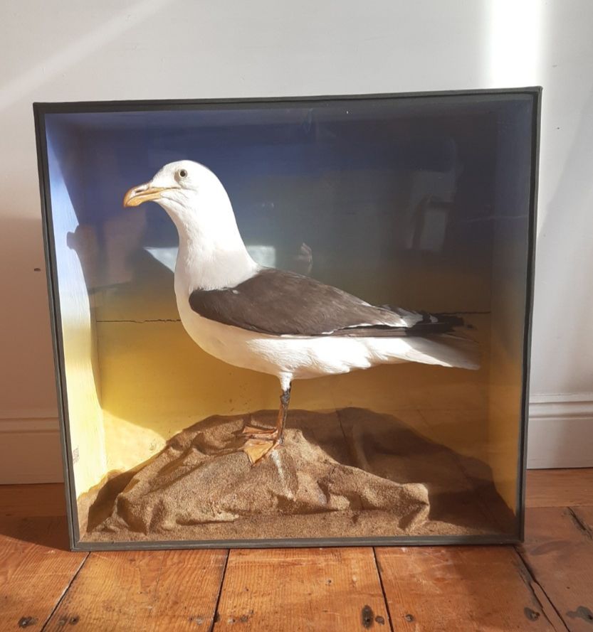 Antique Great Black Backed Gull Cornish Cased Large Magnificent Specimen Labels photo furniture