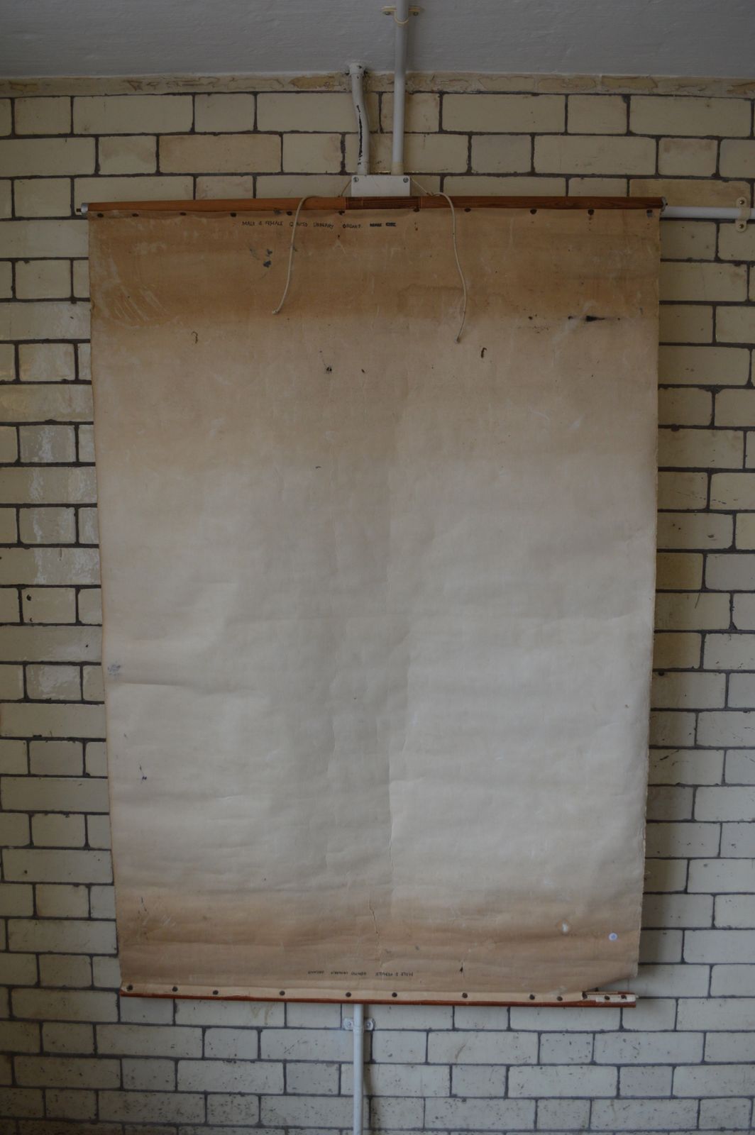 Early To Mid 20th Century Anatomical Chart, 10a And 10b photo Art