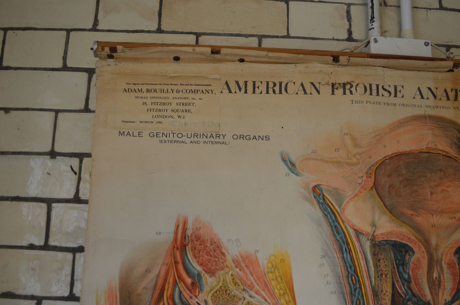 Early To Mid 20th Century Anatomical Chart, 10a And 10b photo 650.0