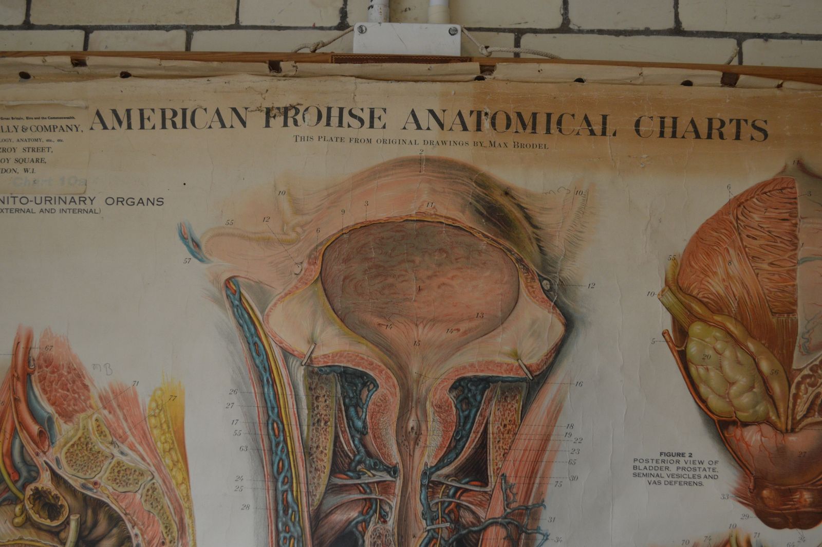 Early To Mid 20th Century Anatomical Chart, 10a And 10b photo vinterior