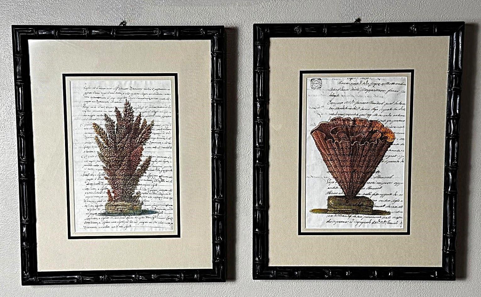 Pair “Faux Bamboo” Frames With Old Italian Shell Prints With Overwritten Text. photo Art