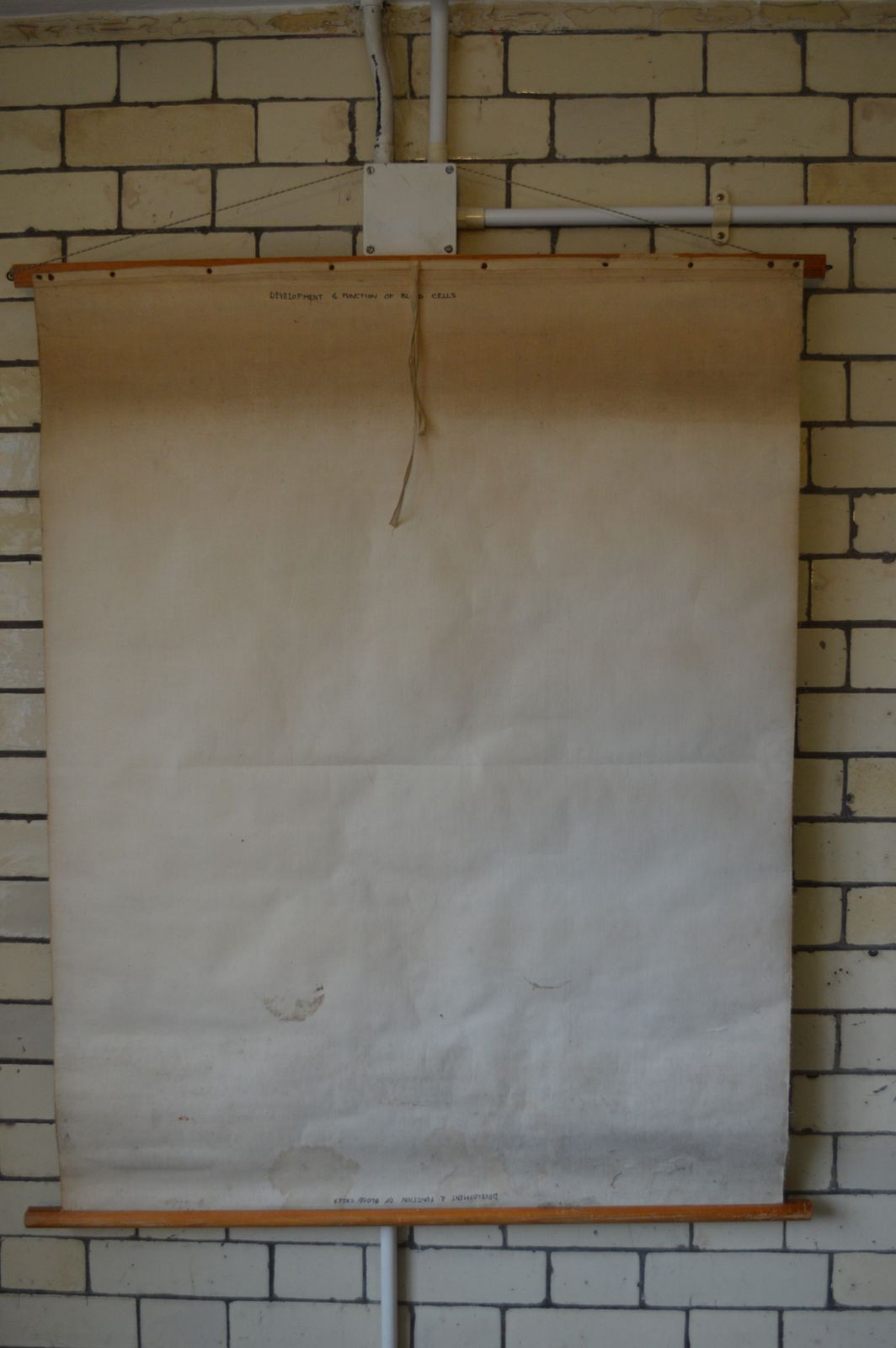 Early To Mid 20th Century Medical Anatomical Chart Showing Blood Cell Function photo Art