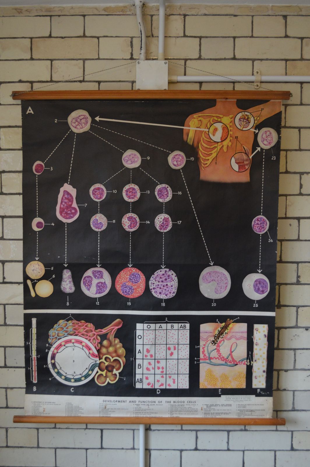 Early To Mid 20th Century Medical Anatomical Chart Showing Blood Cell Function