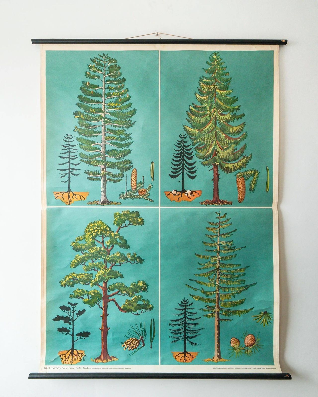 Original Botanical Vintage German School Wall Chart Conifer Trees Botany Beautiful Rare Beech Oak Linden Horse Chestnut Niels Bohn