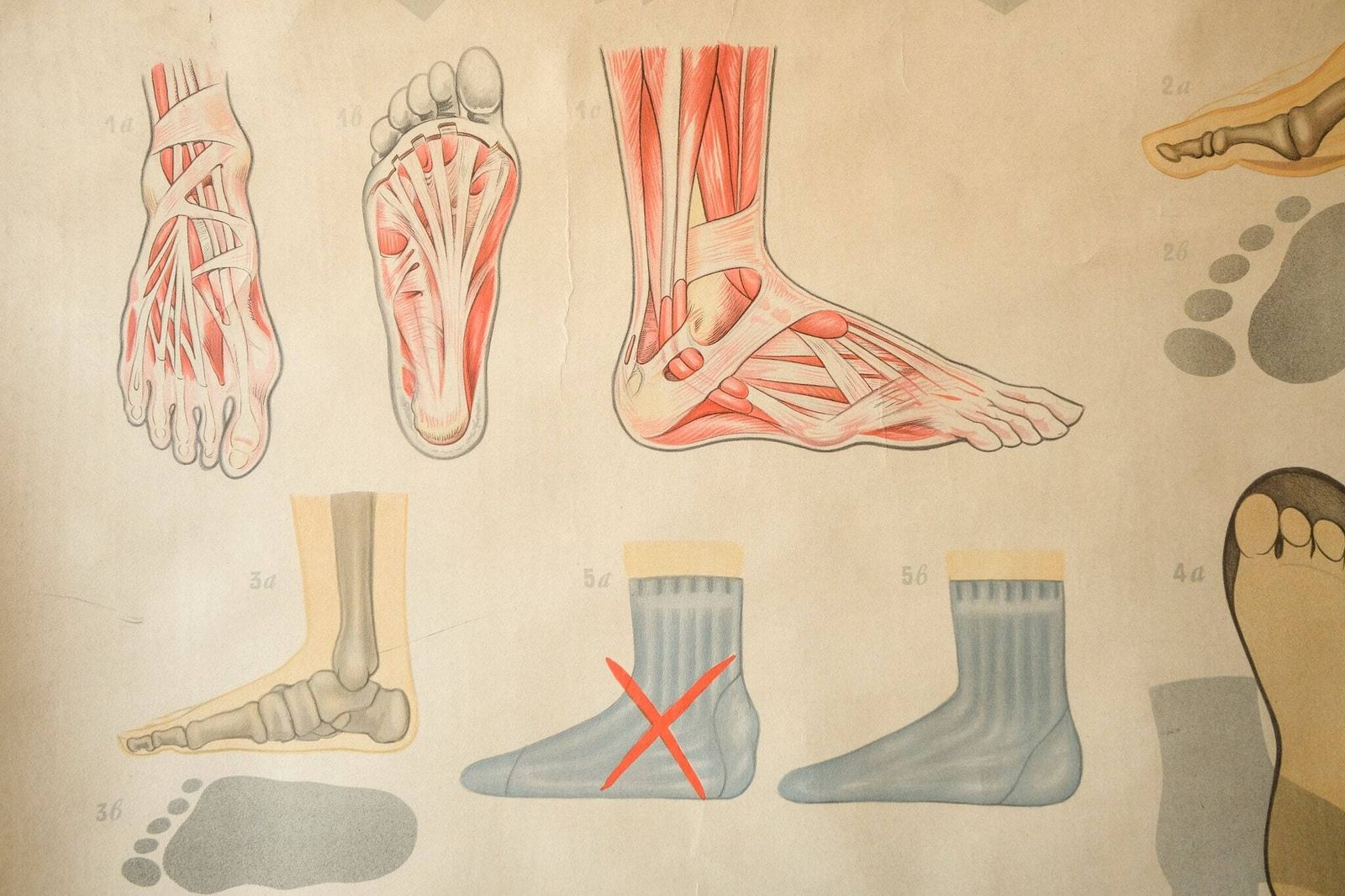 Original Anatomical Vintage German Educational School Wall Chart Foot Care Feet Bones Anatomy Medicine Deutsches Science Museum Rare photo Art