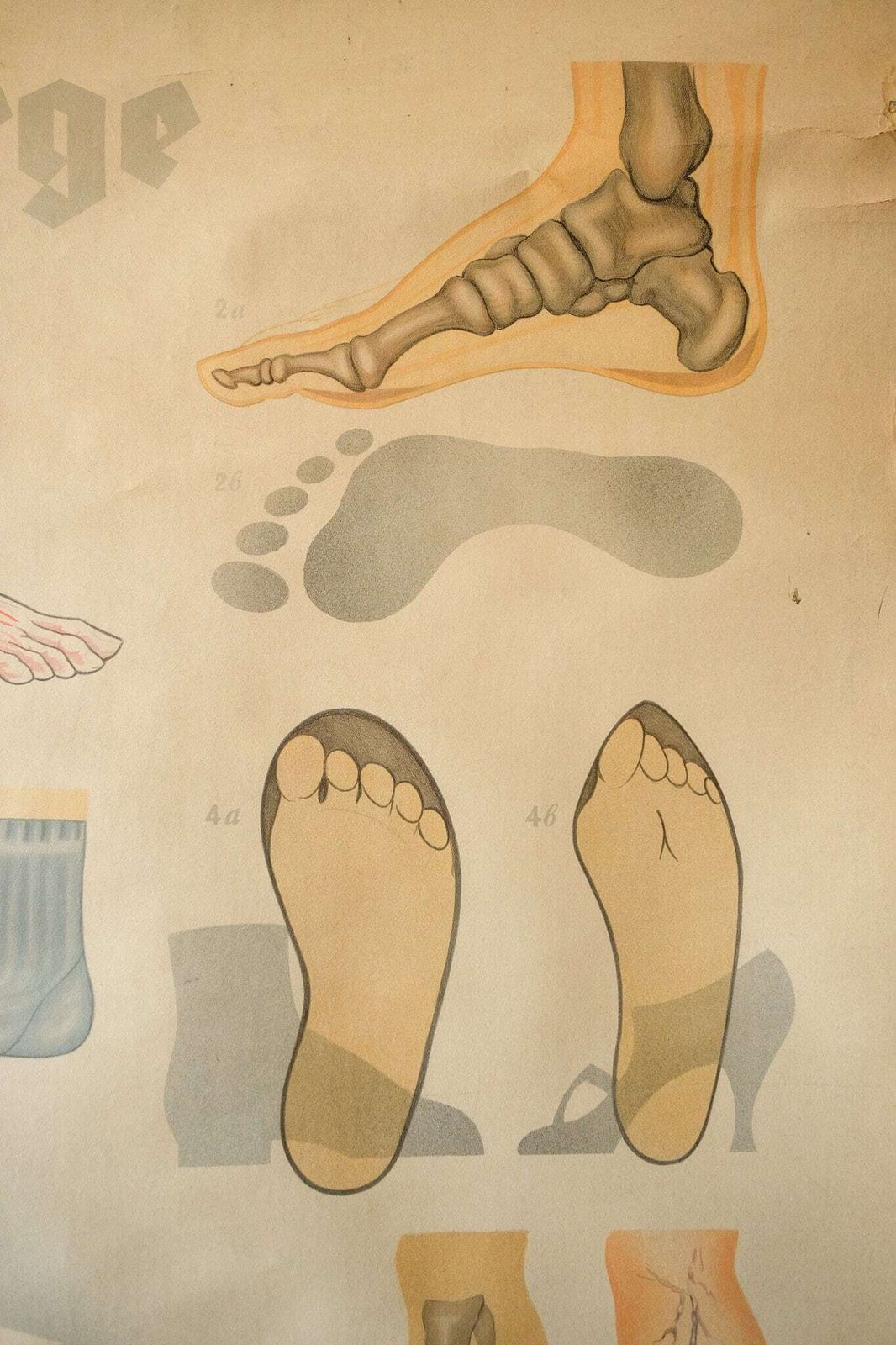 Original Anatomical Vintage German Educational School Wall Chart Foot Care Feet Bones Anatomy Medicine Deutsches Science Museum Rare photo 183.0