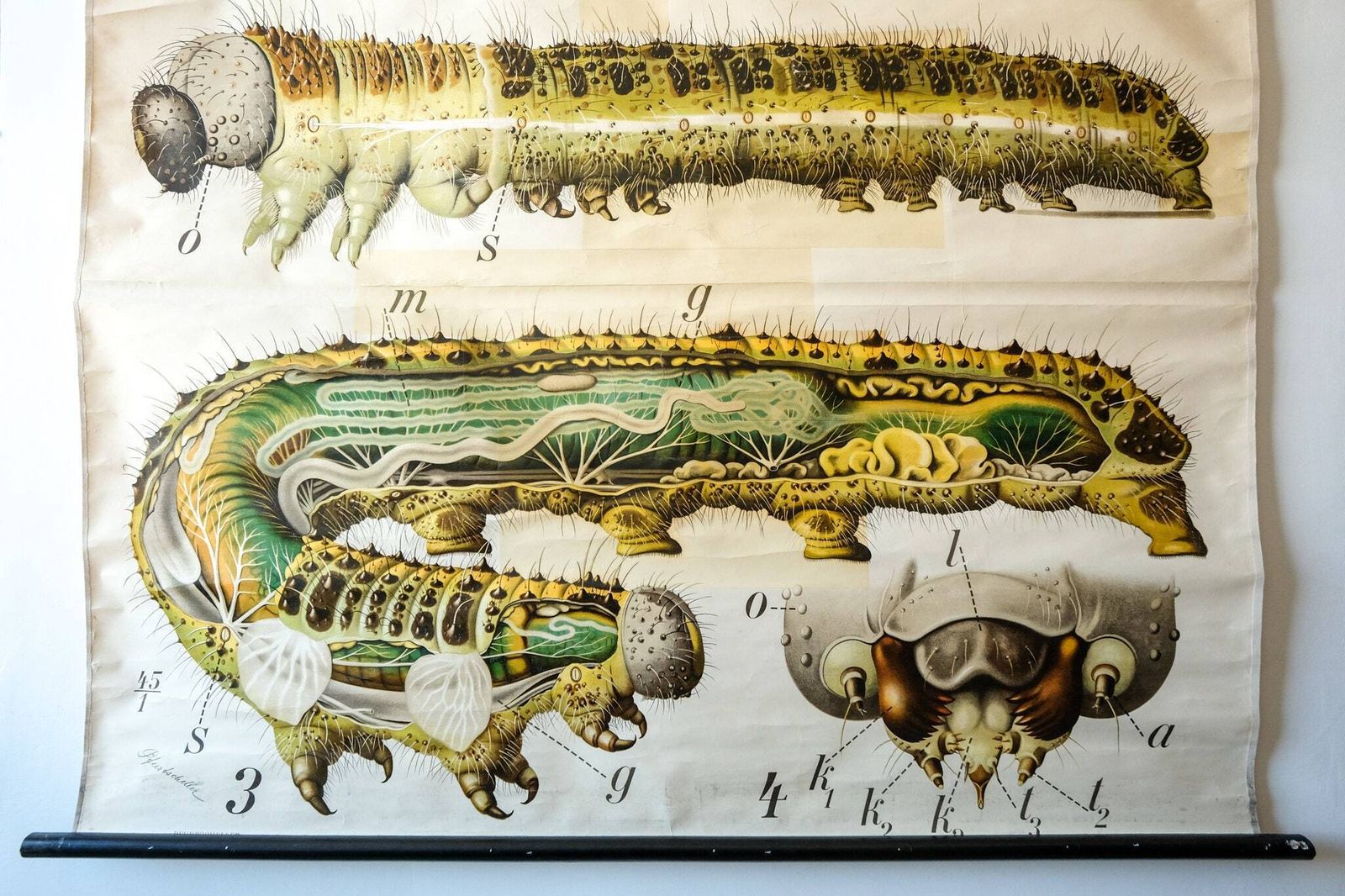 Original Zoological Vintage German School Wall Chart Salamander Natural History Biology Rare Paul Pfurtscheller photo for sale