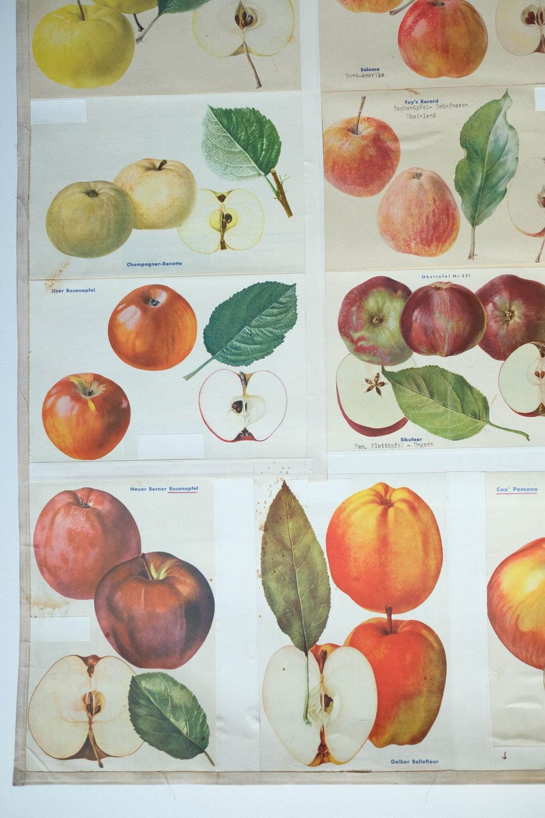 Original Botanical Vintage German School Wall Chart Apples Apple Varieties Botany Fruit Apple Beautiful Rare Plant photo vintage