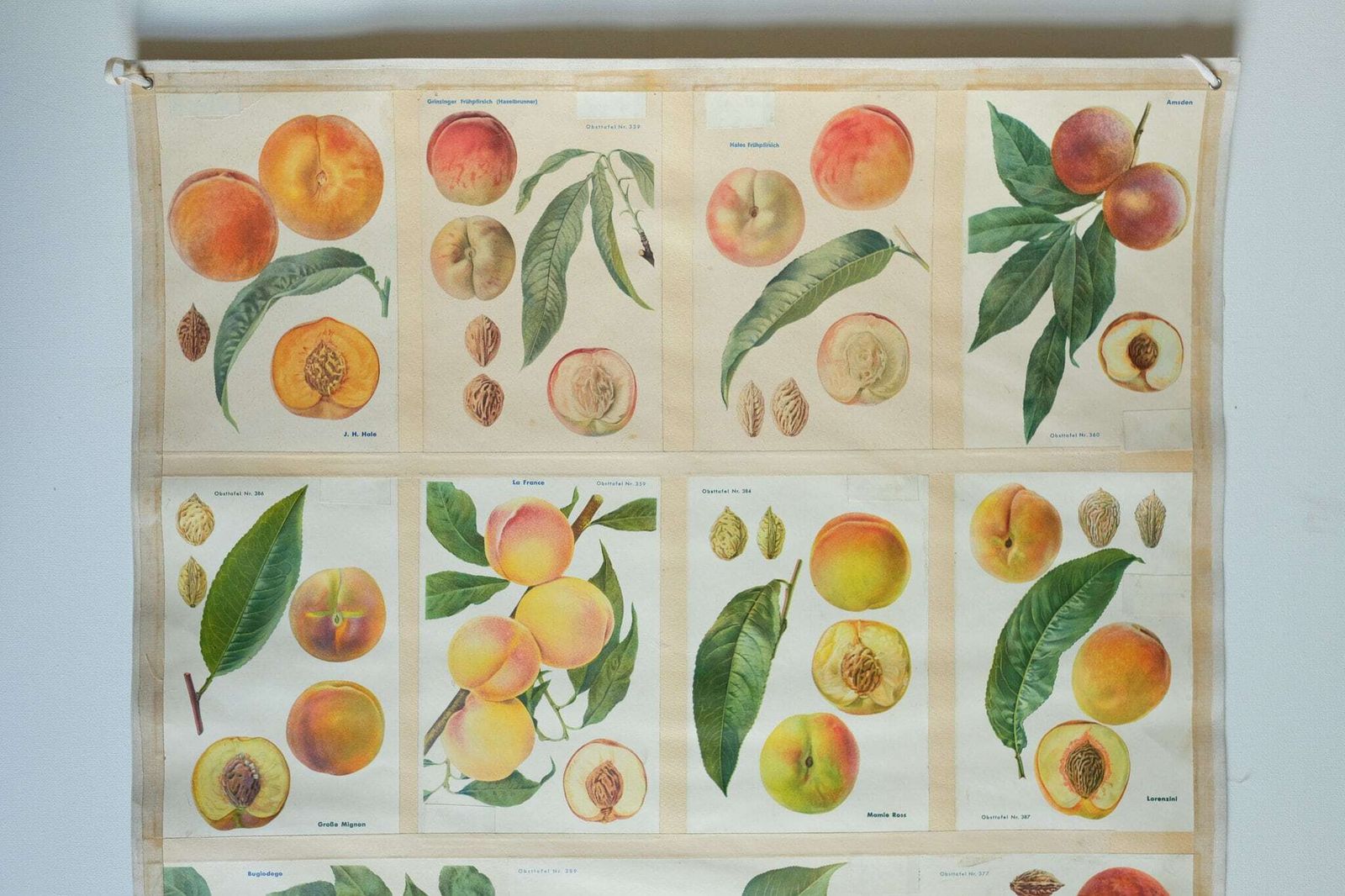 Original Botanical Vintage German School Wall Chart Peaches Peach Varieties Botany Fruit Apple Beautiful Rare Plant photo furniture