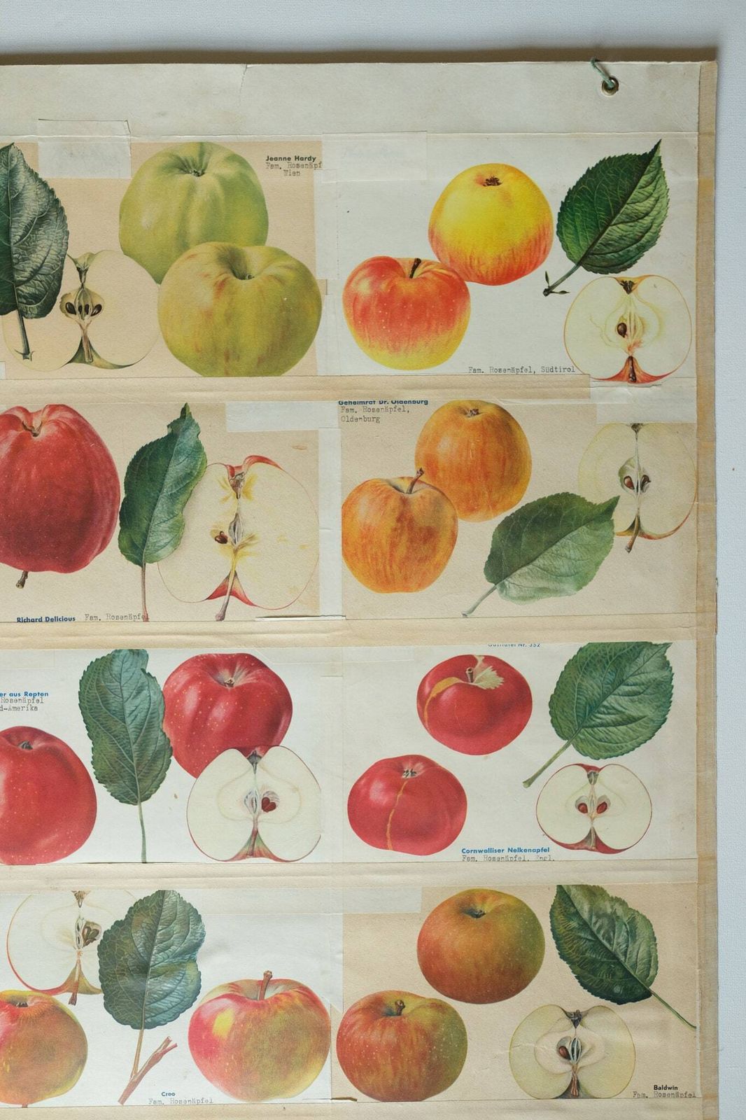 Original Botanical Vintage German School Wall Chart Apples Apple Varieties Botany Fruit Apple Beautiful Rare Plant photo 141.0