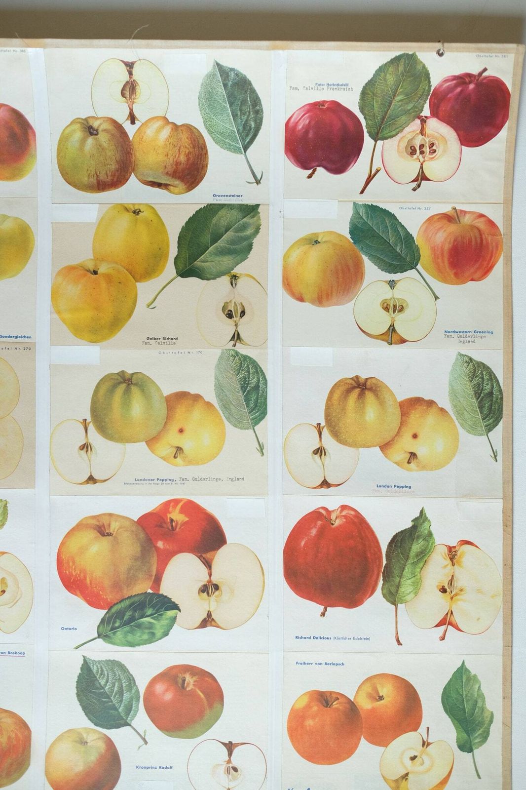 Original Botanical Vintage German School Wall Chart Apples Apple Varieties Botany Fruit Apple Beautiful Rare Plant photo vinterior