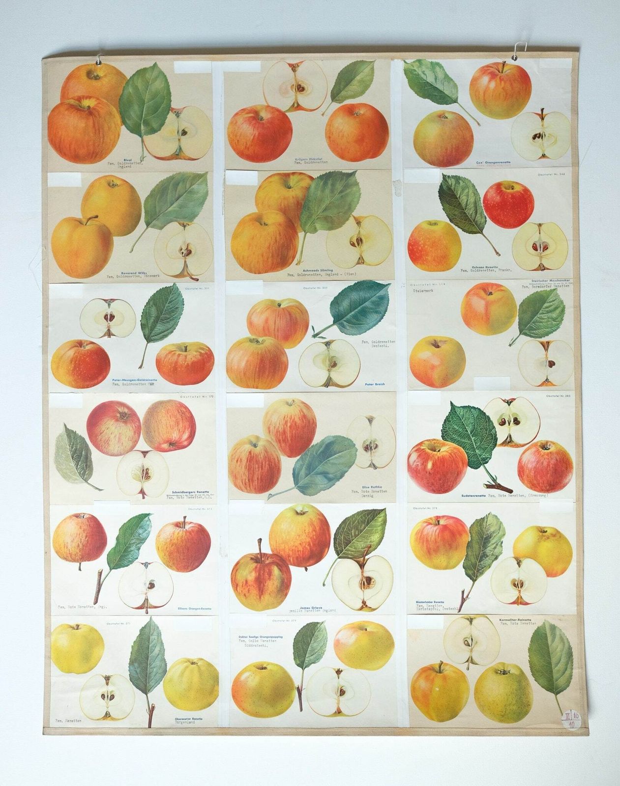 Original Botanical Vintage German School Wall Chart Apples Apple Varieties Botany Fruit Apple Beautiful Rare Plant