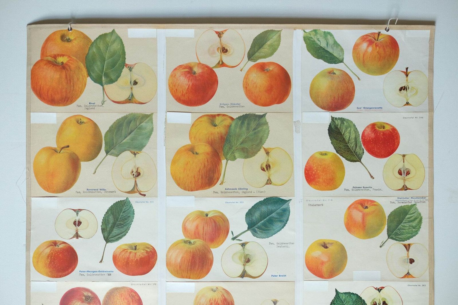 Original Botanical Vintage German School Wall Chart Apples Apple Varieties Botany Fruit Apple Beautiful Rare Plant photo furniture
