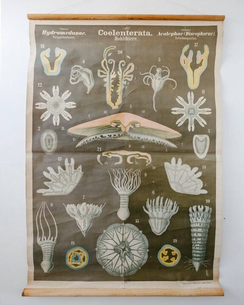 Original Antique Rudolf Leuckart Zoological Vintage German School Wall Chart Coelenterata Hohlthiere Jellyfish Zoology Beautiful Rare