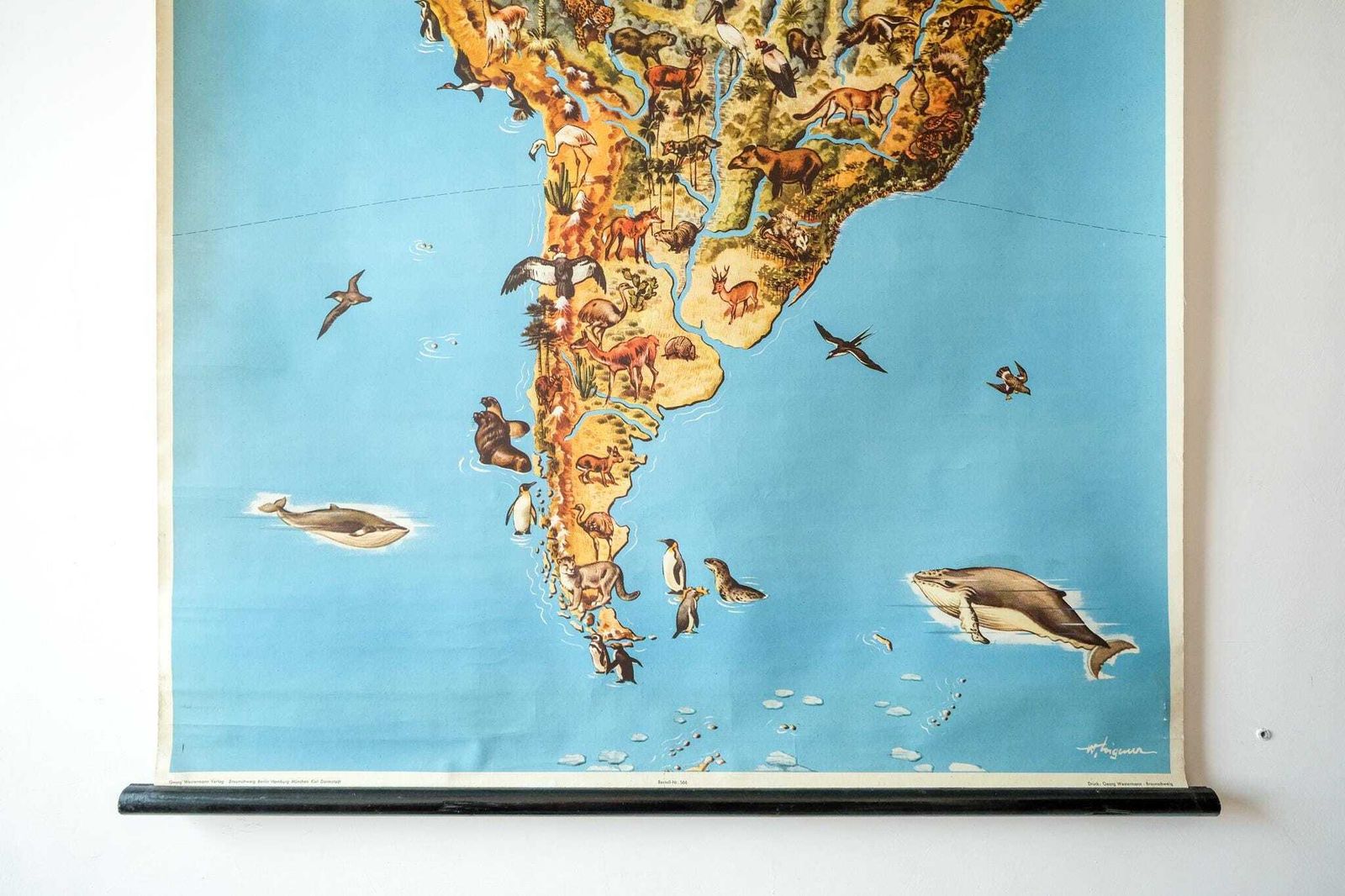 Original Vintage Mid Century German Educational School Wall Chart South America Map Wildlife Quirky Geography Beautiful Rare Westermann photo for sale