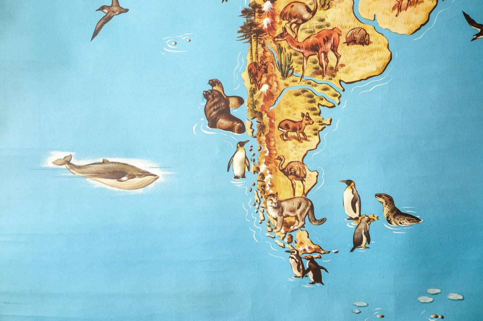 Original Vintage Mid Century German Educational School Wall Chart South America Map Wildlife Quirky Geography Beautiful Rare Westermann photo Art