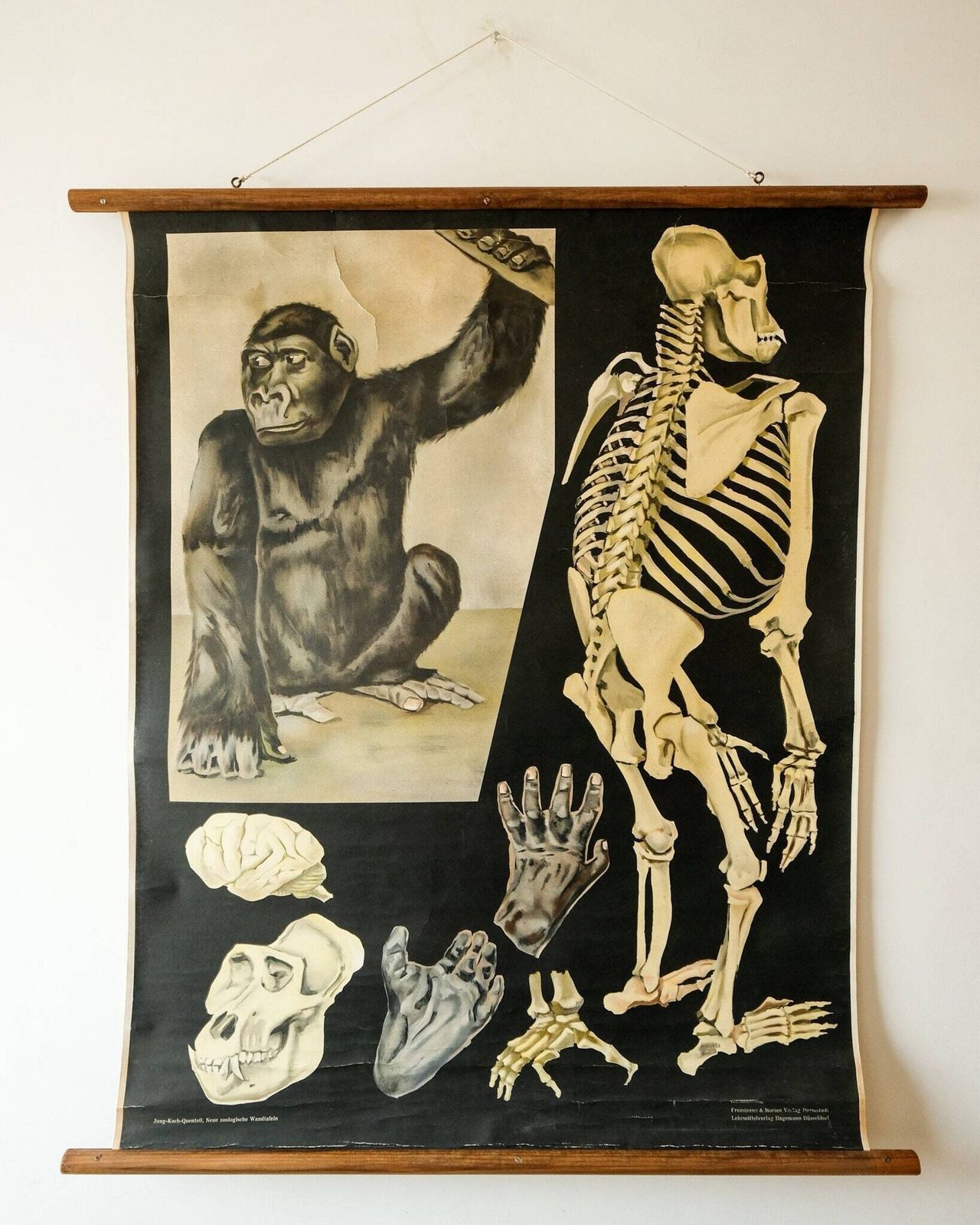 Original Zoological Vintage German School Wall Chart Gorilla Monkey Study Anatomy Zoology Beautiful Rare Jung Koch Quentell