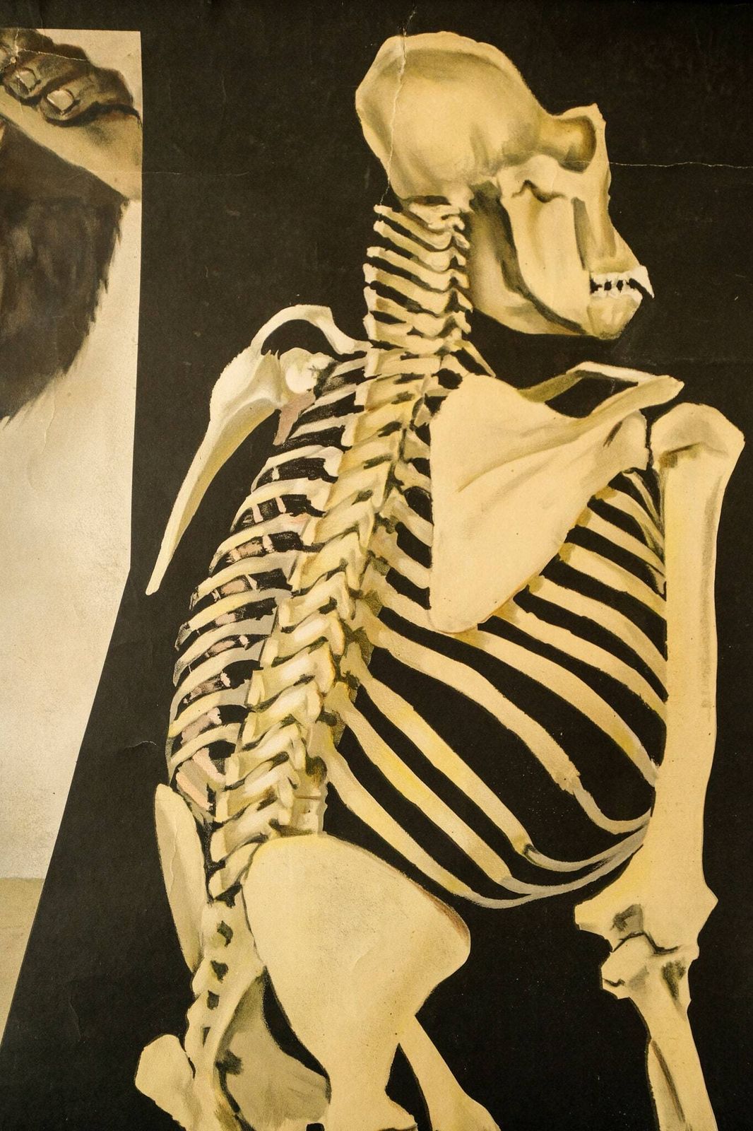 Original Zoological Vintage German School Wall Chart Gorilla Monkey Study Anatomy Zoology Beautiful Rare Jung Koch Quentell photo for sale