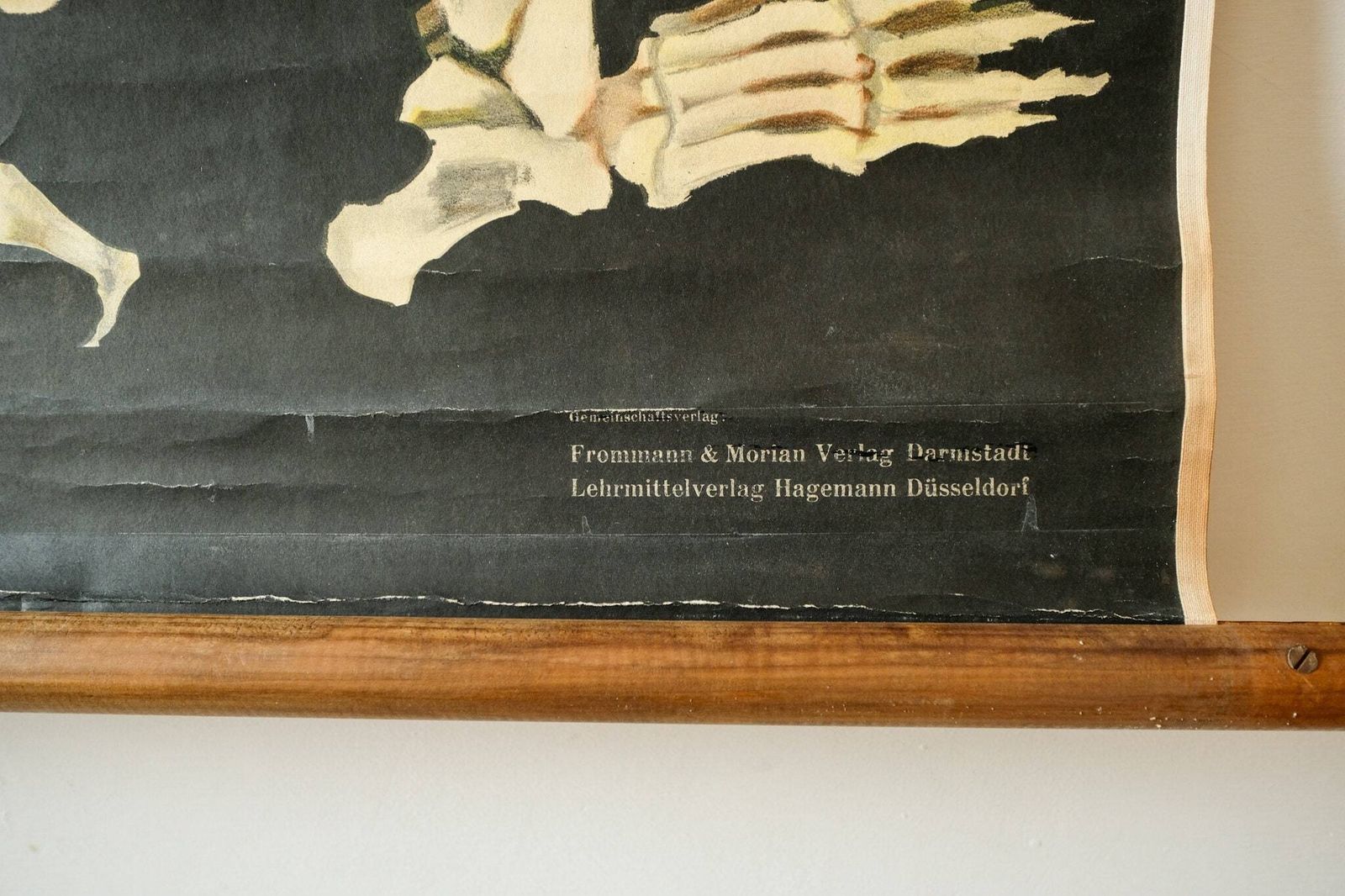 Original Zoological Vintage German School Wall Chart Gorilla Monkey Study Anatomy Zoology Beautiful Rare Jung Koch Quentell photo vinterior