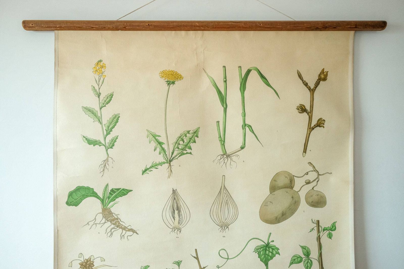 Original Botanical Vintage Mid Century Swedish School Wall Chart Plant Leaves Botany Beautiful Rare photo Art