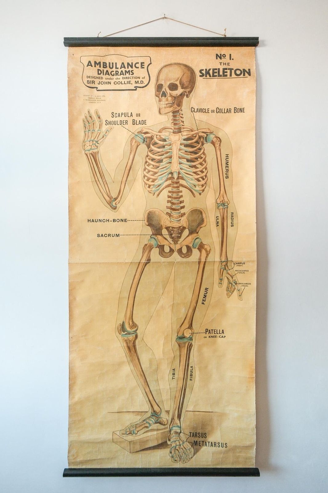 Original Anatomical Vintage British Educational School Wall Chart Human Skeleton John Collie Full Length Anatomy Science Beautiful Rare