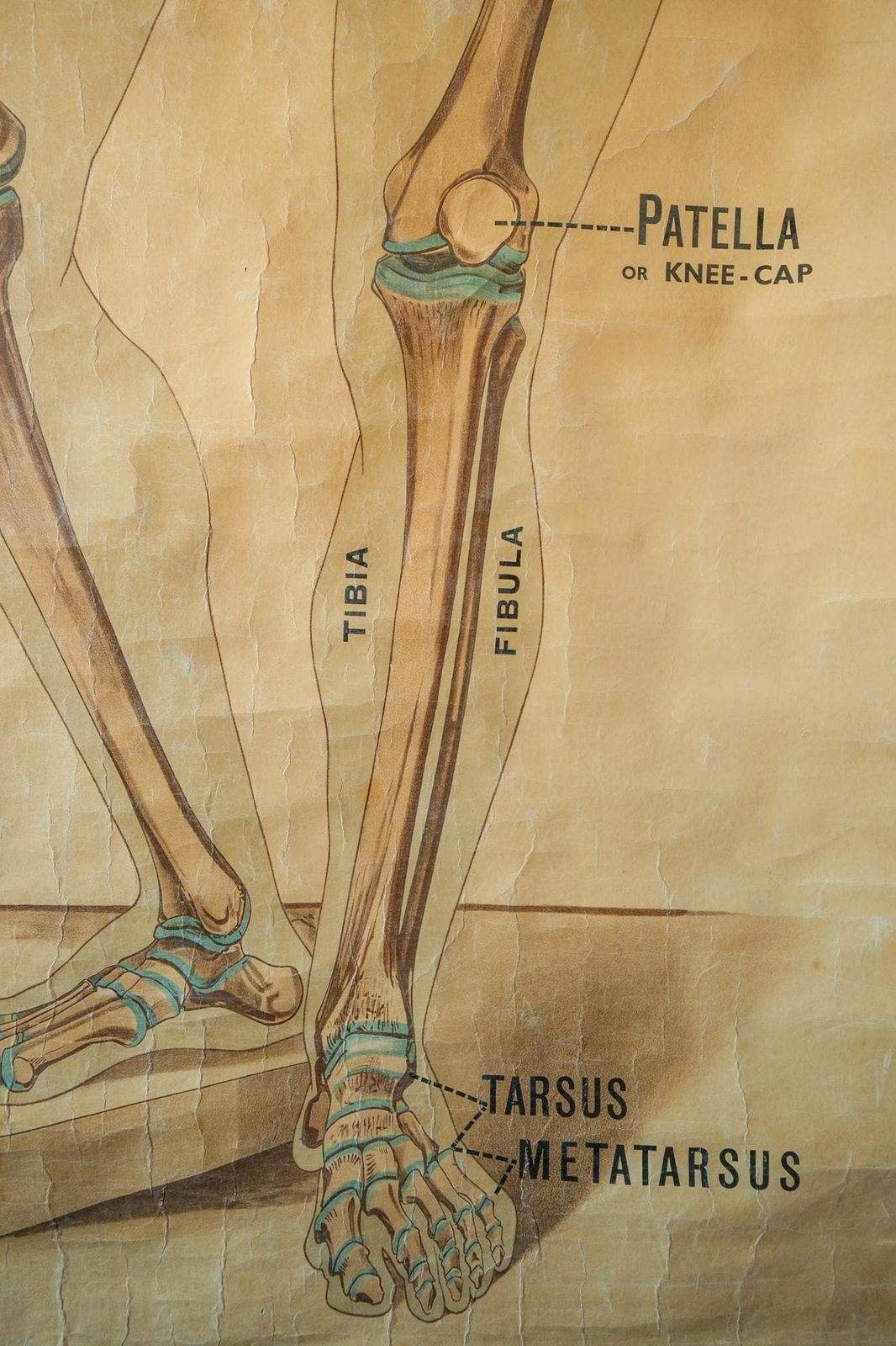 Original Anatomical Vintage British Educational School Wall Chart Human Skeleton John Collie Full Length Anatomy Science Beautiful Rare photo buy