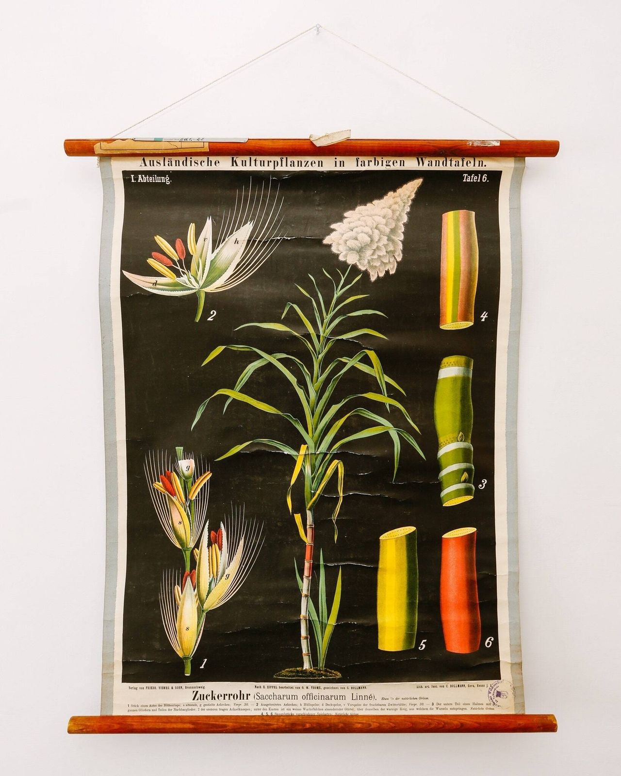 Original Old Antique Botanical Vintage German School Wall Chart Sugar Kane Botany Beautiful Rare