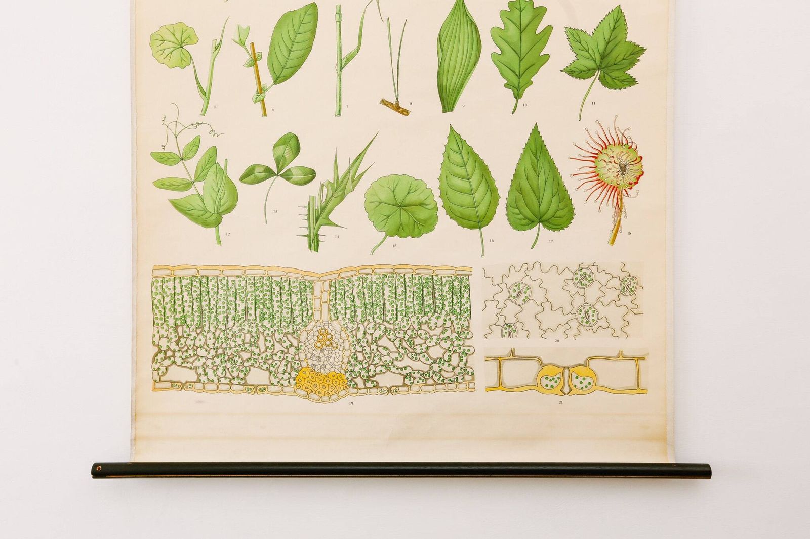 Original Botanical Vintage Mid Century Swedish School Wall Chart Plant Leaves Botany Beautiful Rare photo furniture
