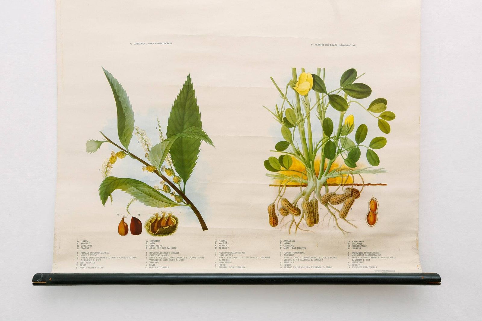 Original Botanical Vintage Mid Century Swedish School Wall Chart Plants Spices Flowers Woodland Botany Beautiful Rare photo furniture