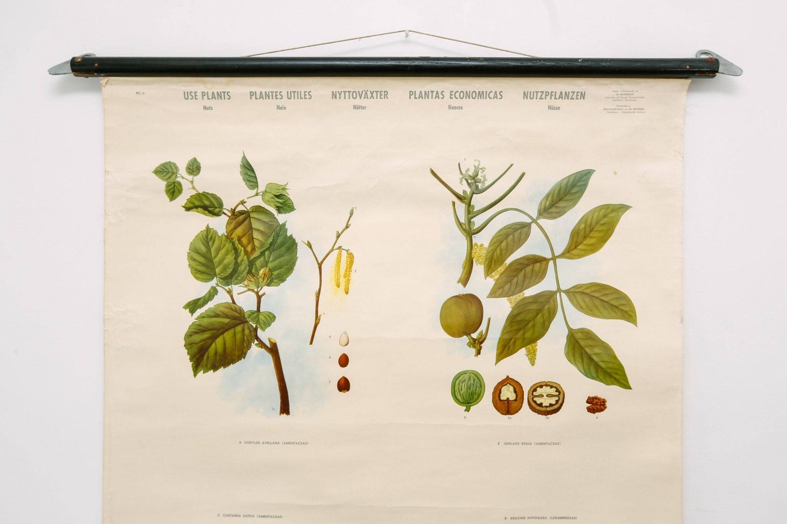 Original Botanical Vintage Mid Century Swedish School Wall Chart Plants Spices Flowers Woodland Botany Beautiful Rare photo for sale