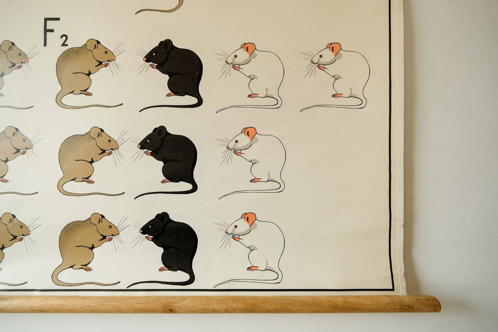Original Zoological Biological Genetic Dominance Vintage German School Wall Chart Rat Zoology Beautiful Rare Verhave Hilversum photo for sale