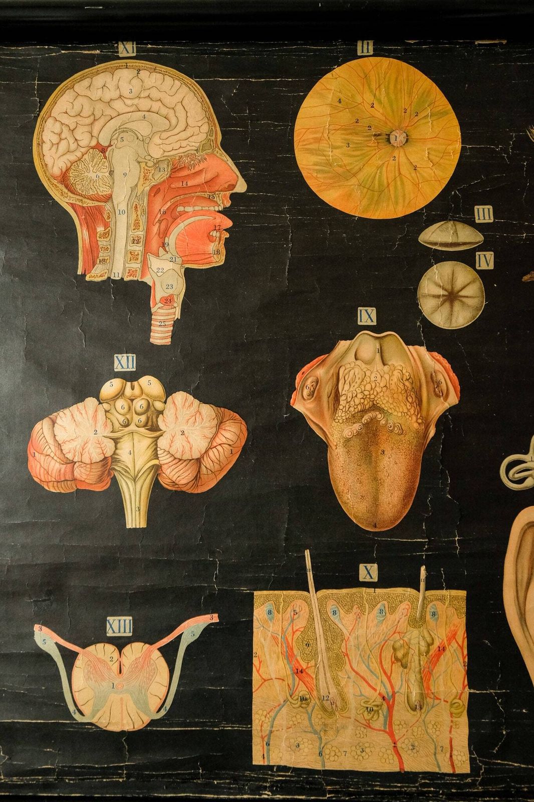 Original Anatomical Vintage Antique German Educational School Wall Chart Musculature Muscles System Skeleton Anatomy Science Beautiful Rare photo for sale