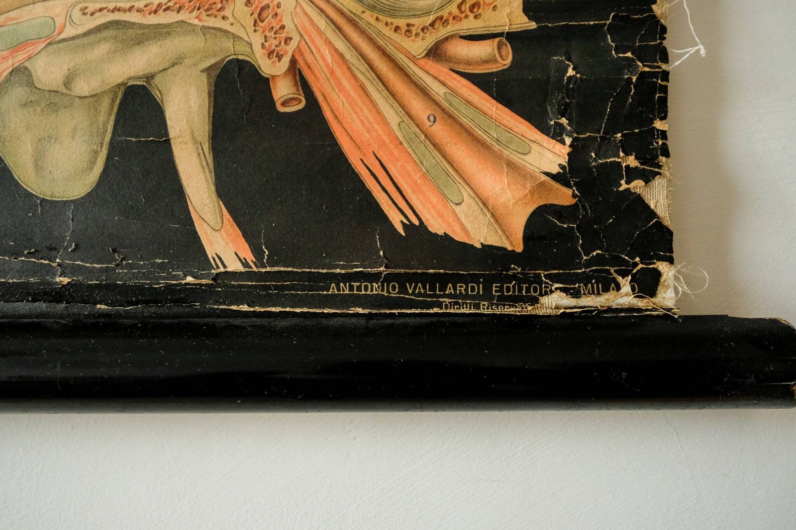 Original Anatomical Vintage Antique German Educational School Wall Chart Musculature Muscles System Skeleton Anatomy Science Beautiful Rare photo vinterior
