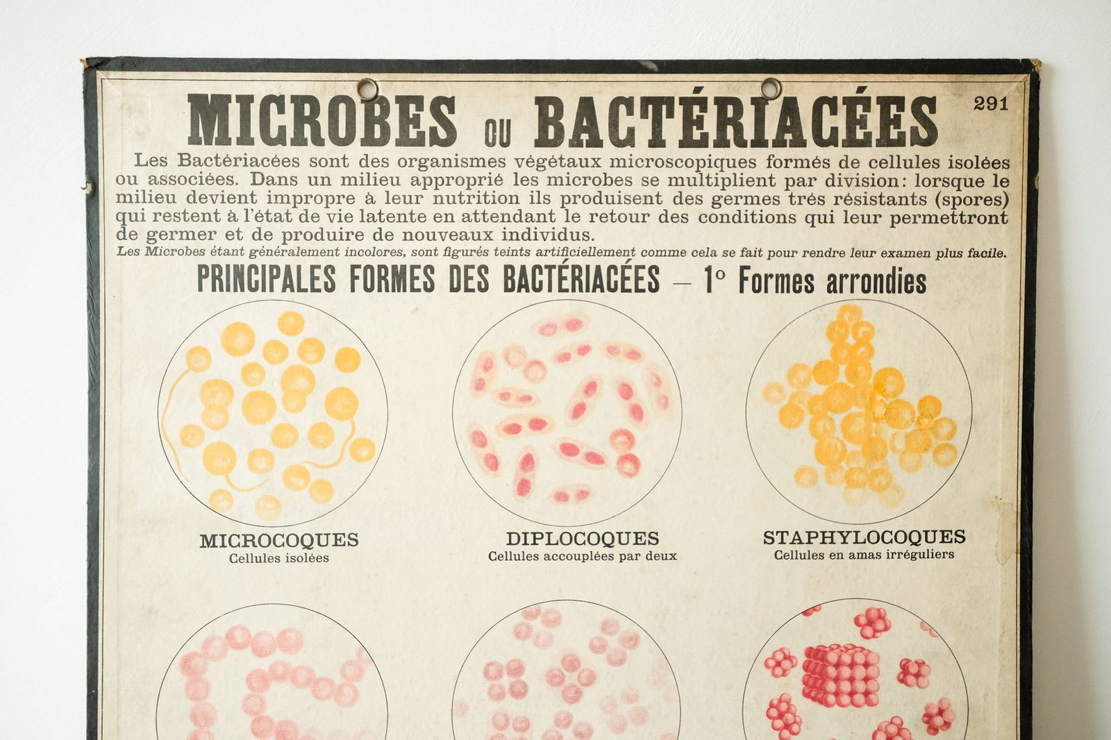 Four Original Anatomical Vintage Antique French School Teaching Plates Bacteria Microbes Pathogens Beautiful Rare Emile Deyrolle photo Art