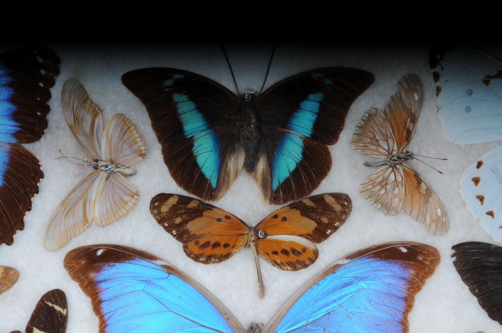 Curious Antique Tray With Real Butterfly Specimens. Very Rare photo for sale